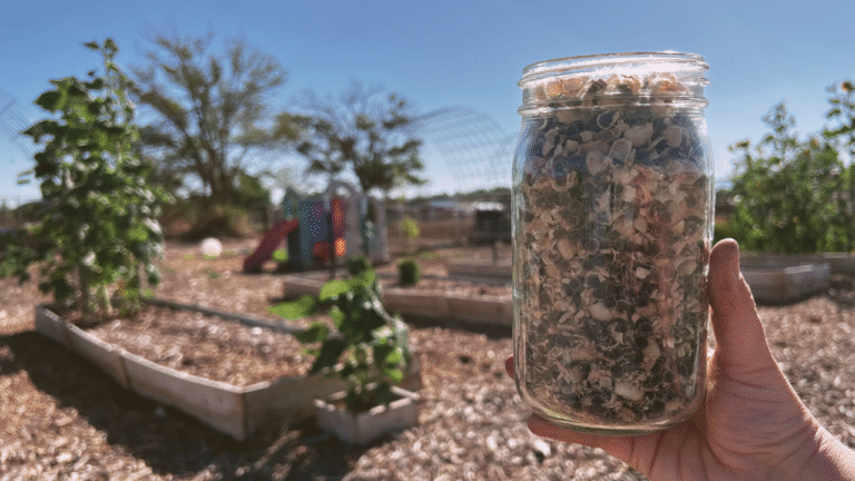 A Mason Jar of Hollyhock Seeds